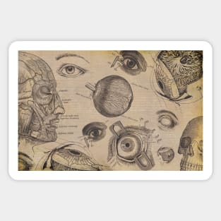 Vintage eyes optometrist medical anatomy drawing design. Sticker